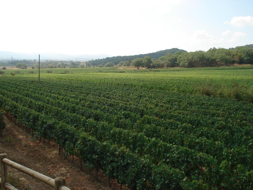 Agriturismo La Fontanella & Glamping Suvereto Buitenkant foto
