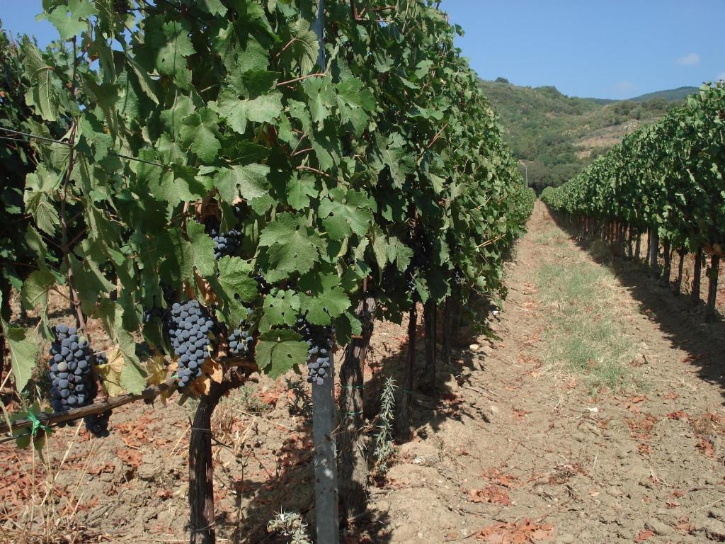 Agriturismo La Fontanella & Glamping Suvereto Buitenkant foto