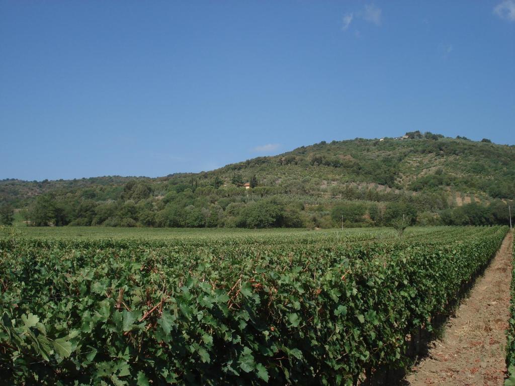 Agriturismo La Fontanella & Glamping Villa Suvereto Buitenkant foto